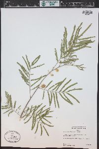 Acacia berlandieri image