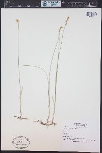 Carex foenea image