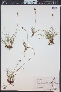 Carex nigricans image