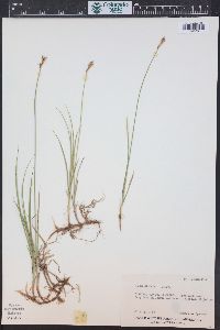 Carex siccata image