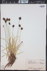 Carex ebenea image