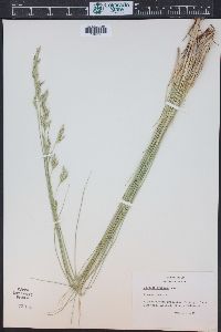 Festuca thurberi image