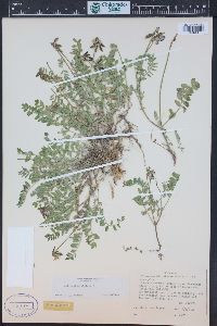 Astragalus alpinus image