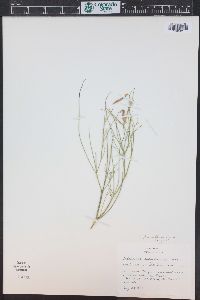 Astragalus convallarius image