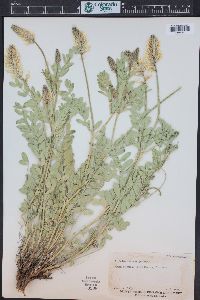 Astragalus laxmannii var. robustior image