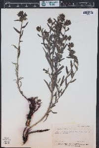 Lithospermum multiflorum image