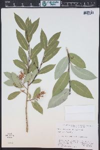 Salix serissima image