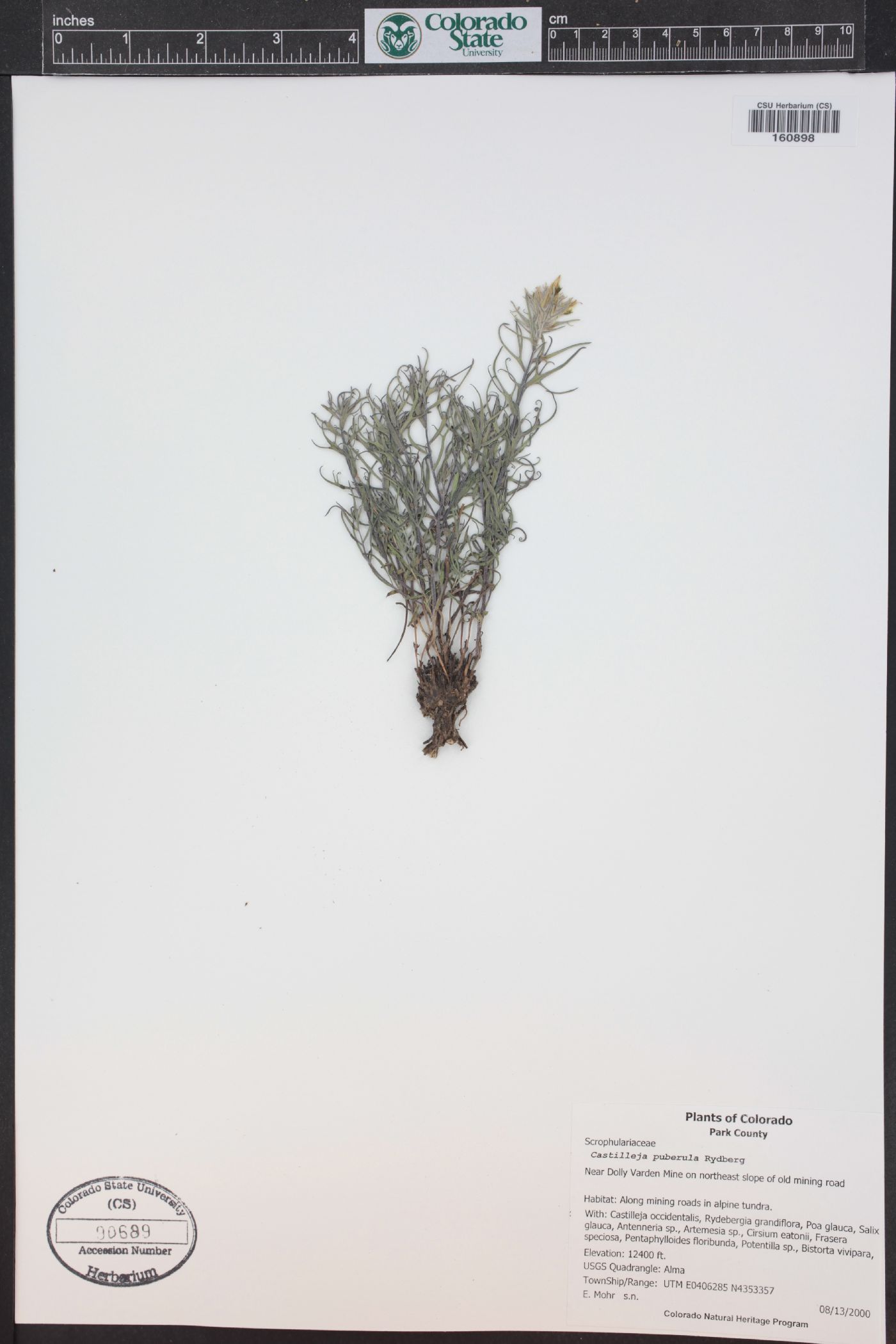 Castilleja puberula image