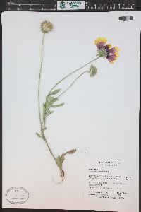 Gaillardia aristata image