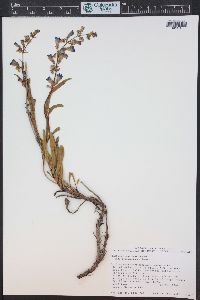 Penstemon scariosus var. cyanomontanus image