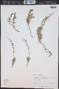 Penstemon retrorsus image