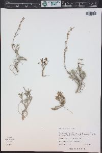 Penstemon retrorsus image