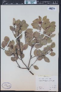 Arctostaphylos patula image