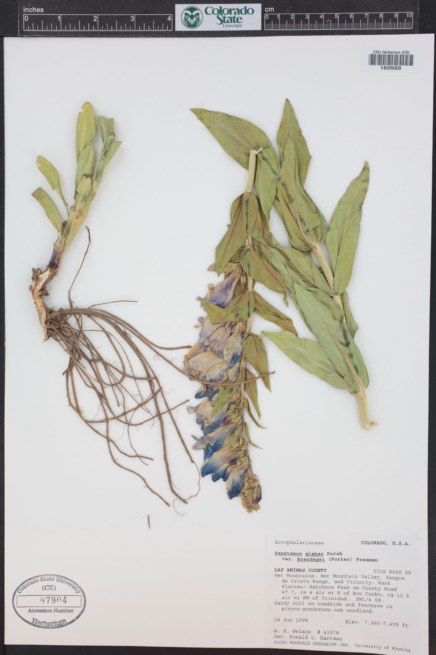 Penstemon glaber var. brandegeei image