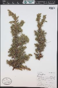 Juniperus communis var. depressa image