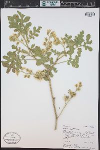 Solanum rostratum image