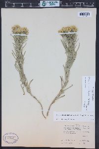 Oonopsis engelmannii image