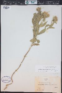 Oonopsis foliosa image