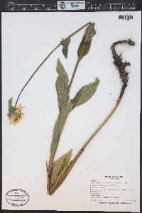 Helianthella quinquenervis image