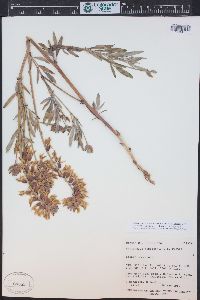 Astragalus hamiltonii image