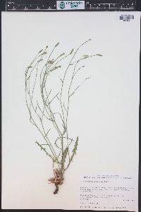 Stephanomeria runcinata image