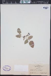 Mahonia repens image