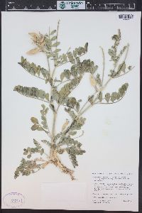 Astragalus cimae image