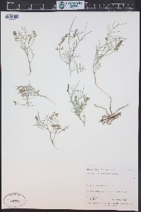 Astragalus ceramicus image