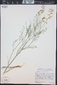 Astragalus filipes image