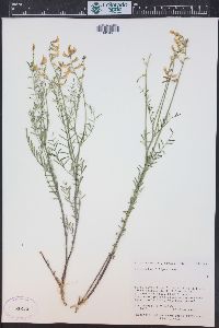 Astragalus filipes image