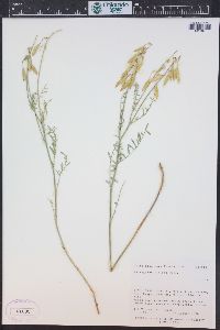 Astragalus filipes image