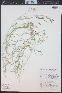 Astragalus diversifolius image