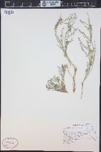 Astragalus johannis-howellii image