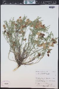 Astragalus lentiginosus var. salinus image
