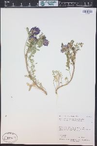 Astragalus lentiginosus var. diphysus image