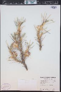 Astragalus tragacantha image