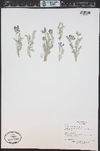 Astragalus missouriensis image