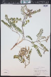 Astragalus malacoides image