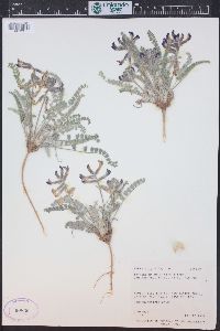 Astragalus mollissimus var. thompsoniae image