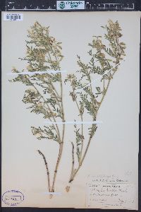 Astragalus multiflorus image