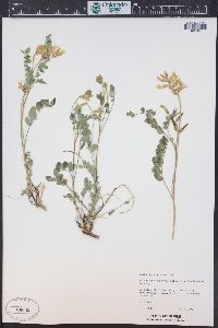 Astragalus oophorus image