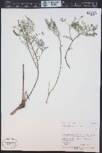 Astragalus pinonis image