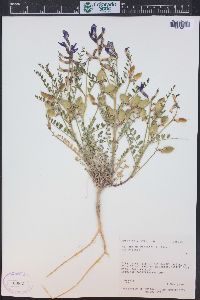 Astragalus preussii var. preussii image