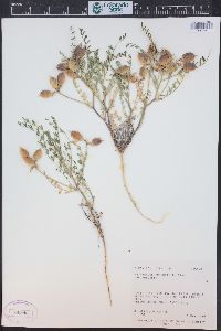 Astragalus preussii image