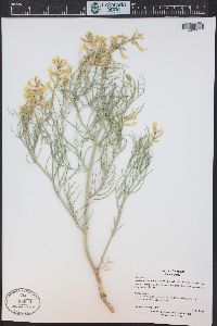 Astragalus pectinatus image