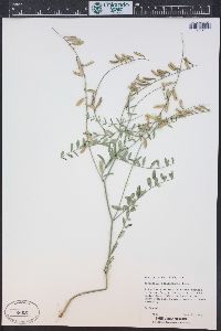 Astragalus straturensis image
