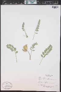 Astragalus shortianus image