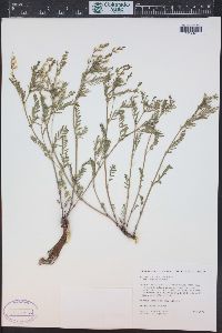 Astragalus multiflorus image