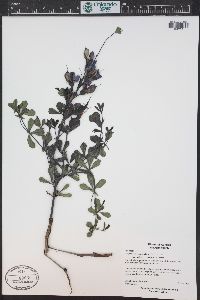 Baptisia australis var. minor image