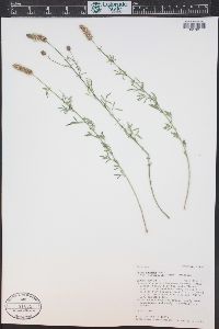 Dalea candida var. oligophylla image